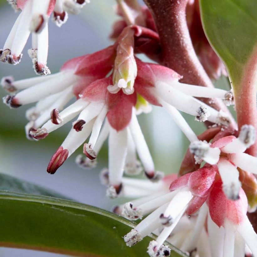 Sarcococca Winter Gem (Kukinta)