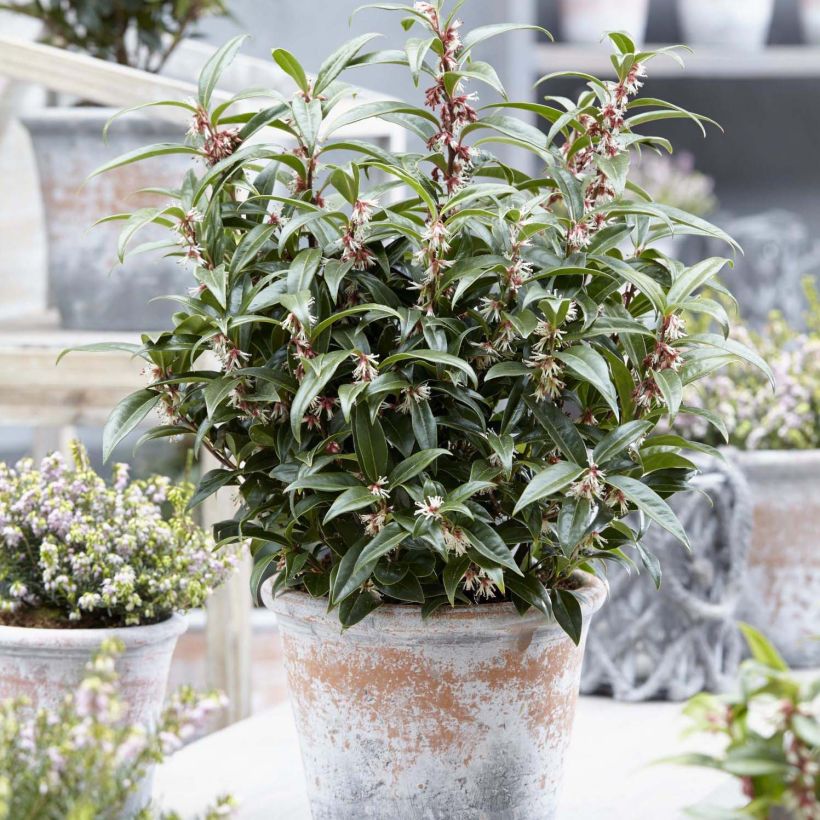 Sarcococca Winter Gem (Kasvutapa)