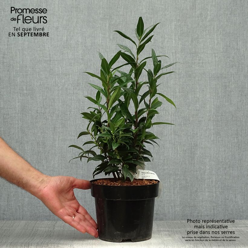 Esimerkki syksyllä toimitetusta Sarcococca Winter Gem 2 litran/3 litran ruukku-taimesta