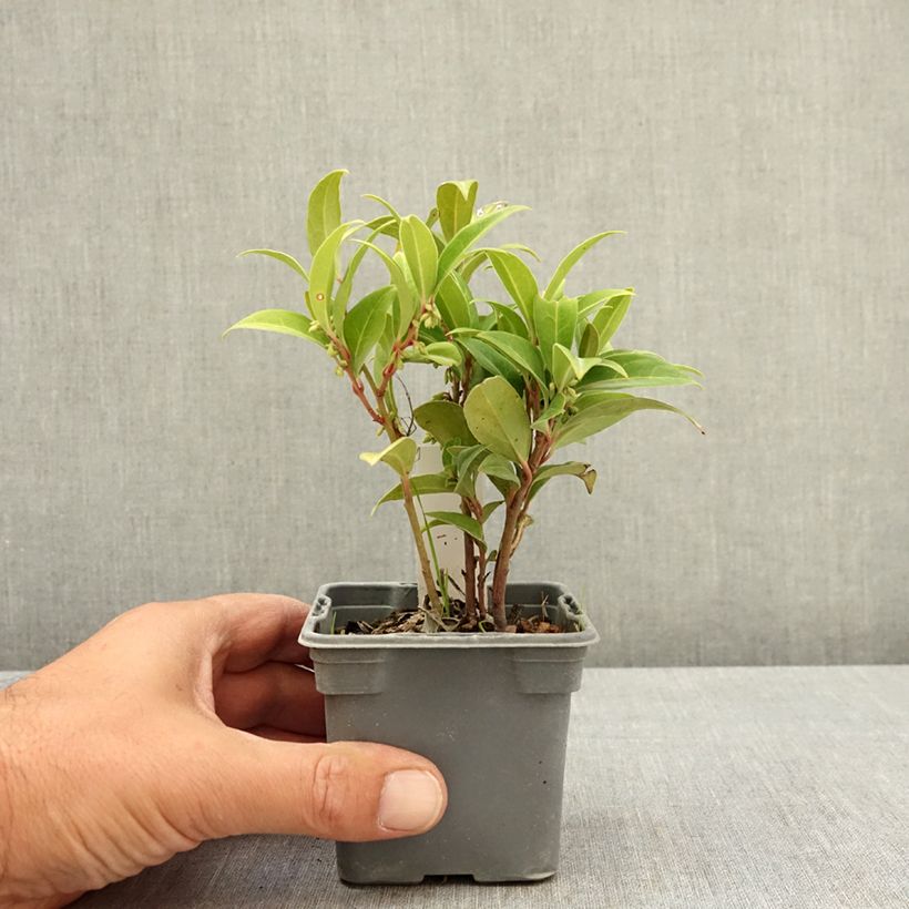 Esimerkki kesällä toimitetusta Sarcococca Winter Gem 8/9 cm taimiruukku-taimesta