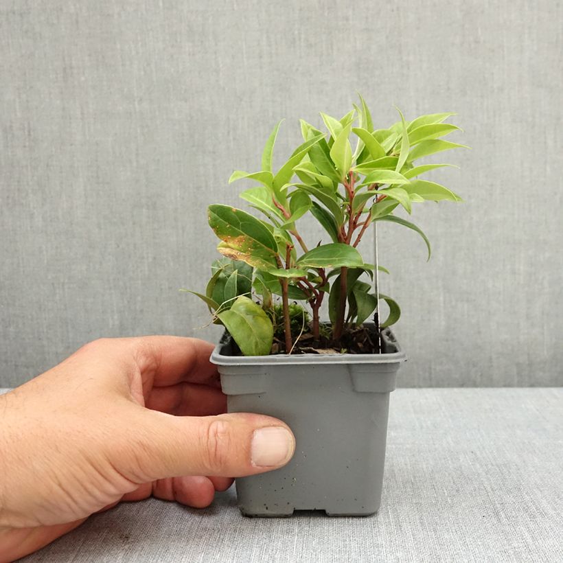 Esimerkki keväällä toimitetusta Sarcococca Winter Gem Taimiruukku 8/9 cm-taimesta