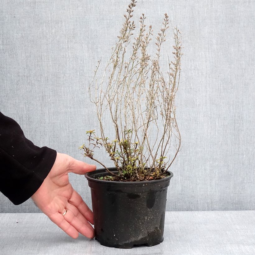 Esimerkki talvella toimitetusta Talvikynteli - Satureja montana Pot de 2L/3L-taimesta