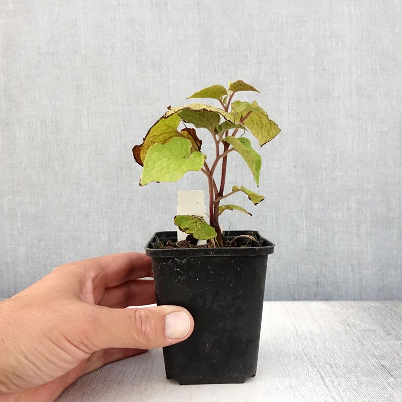 Esimerkki kesällä toimitetusta Saruma henryi Godet de 8/9 cm-taimesta