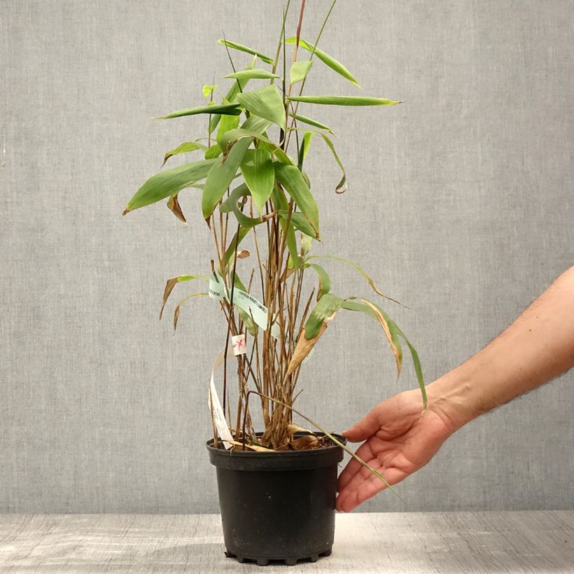 Esimerkki kesällä toimitetusta Bambu - Sasa tessellata Pot de 3L/4L-taimesta