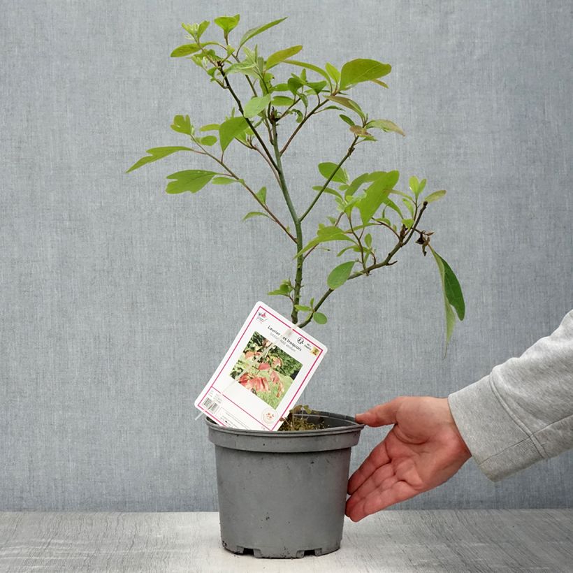 Esimerkki kesällä toimitetusta Sassafras albidum Pot de 3L/4L-taimesta