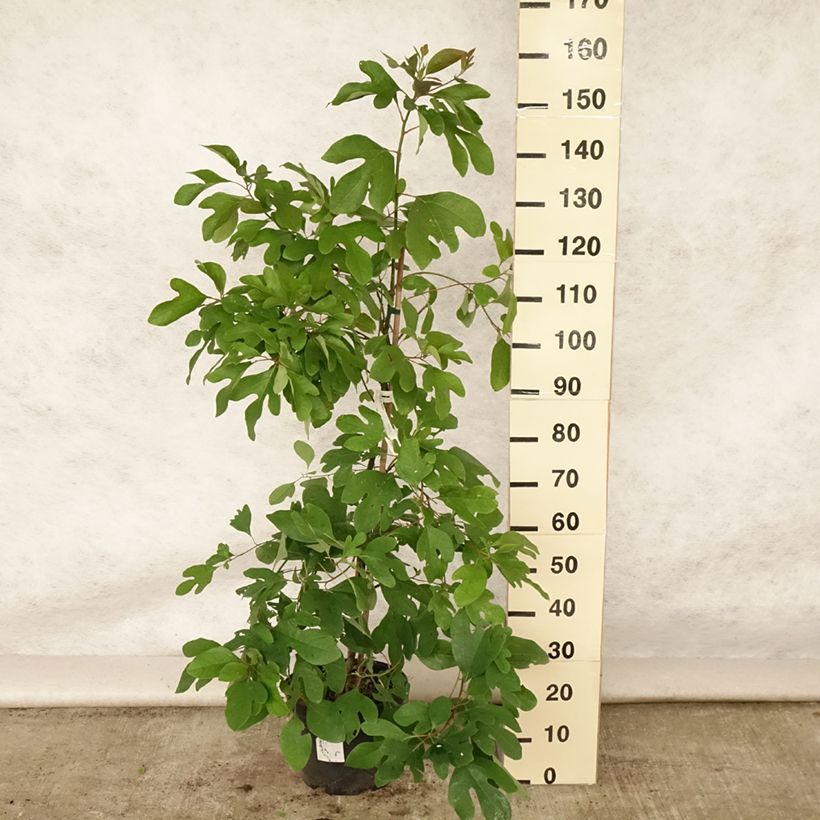 Esimerkki kesällä toimitetusta Sassafras albidum Pot de 7,5L/10L-taimesta