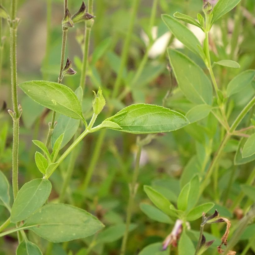 Syyssalvia Amethyst Lips (Lehvistö)