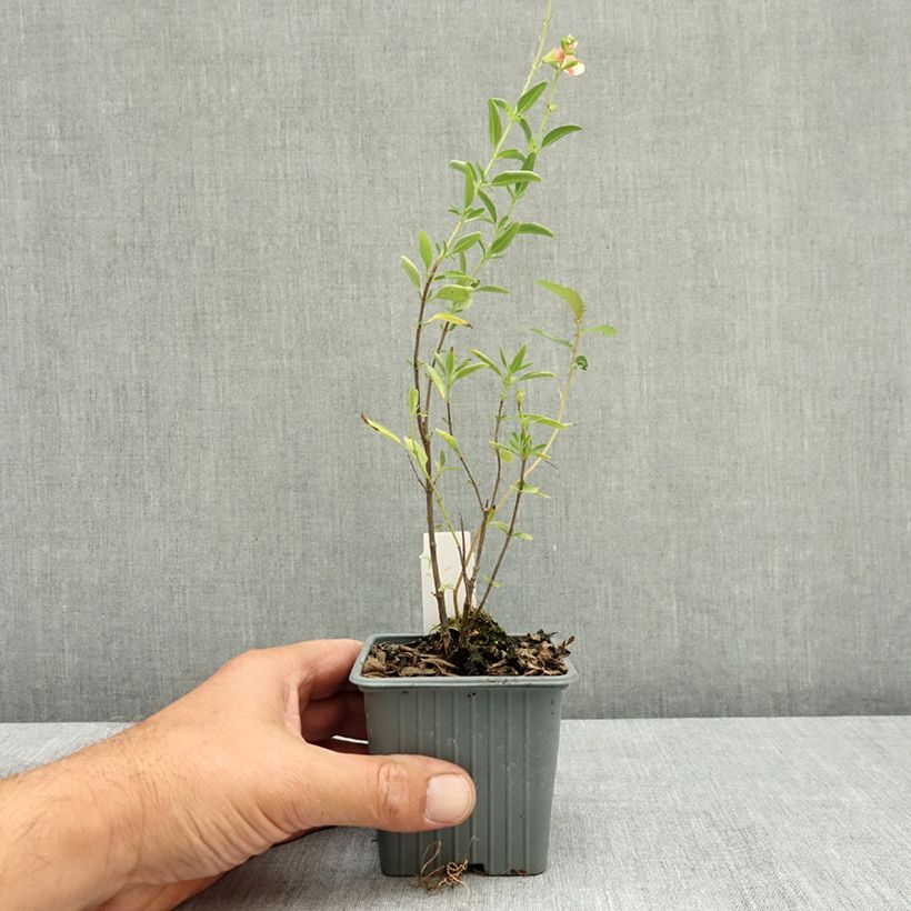 Esimerkki kesällä toimitetusta Keijunsalvia Belle de Loire 8/9 cm taimiruukku-taimesta