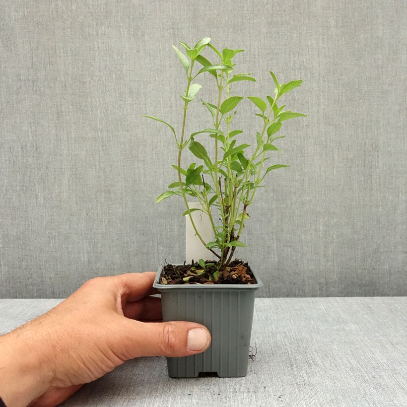 Esimerkki keväällä toimitetusta Keijunsalvia Belle de Loire Taimiruukku 8/9 cm-taimesta