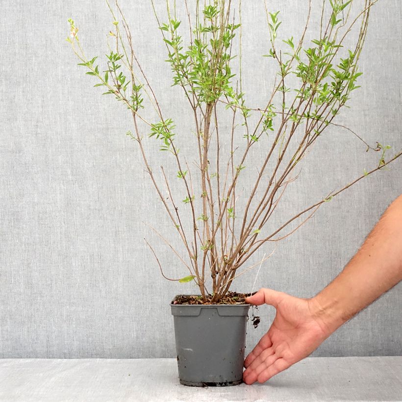 Esimerkki kesällä toimitetusta Keijunsalvia Belle de Loire Ruukku 2L / 3L-taimesta