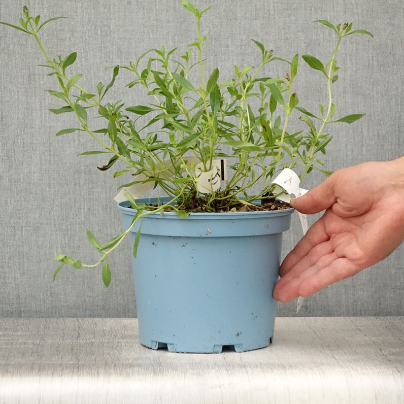 Esimerkki kesällä toimitetusta Keijunsalvia Blue Note Ruukku 2L / 3L-taimesta