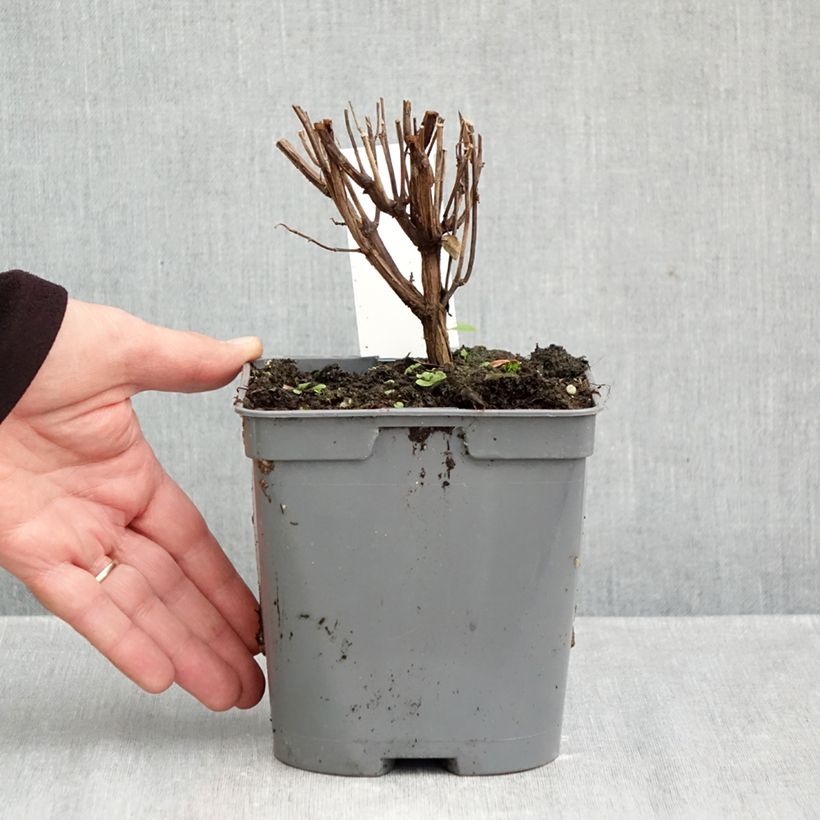 Esimerkki syksyllä toimitetusta Keijunsalvia Flammenn 2 litran/3 litran ruukku-taimesta