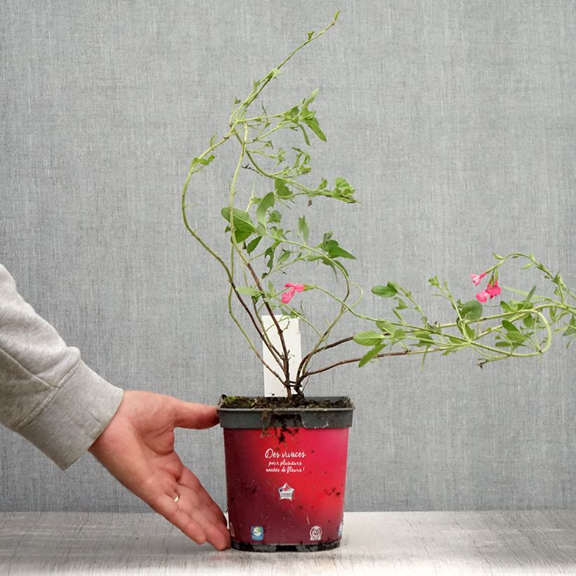 Esimerkki kesällä toimitetusta Keijunsalvia Flammenn Ruukku 2L / 3L-taimesta