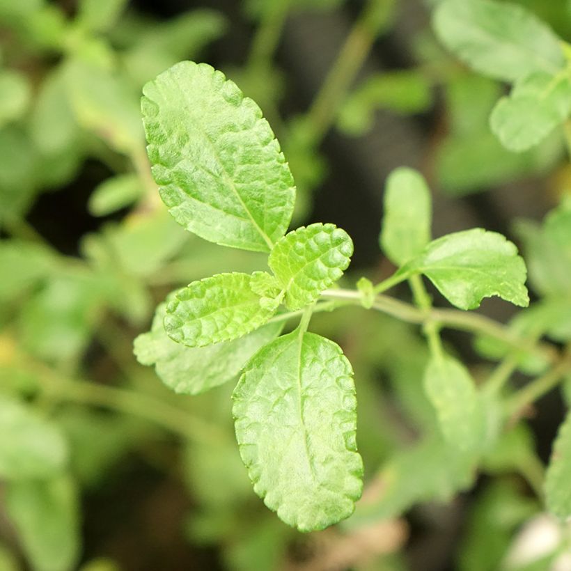 Keijunsalvia Gletsjer (Lehvistö)