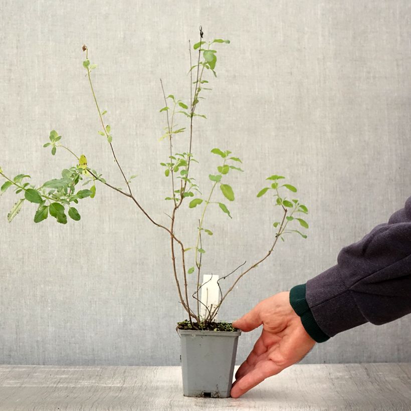 Esimerkki syksyllä toimitetusta Keijunsalvia Gletsjer 8/9 cm taimiruukku-taimesta