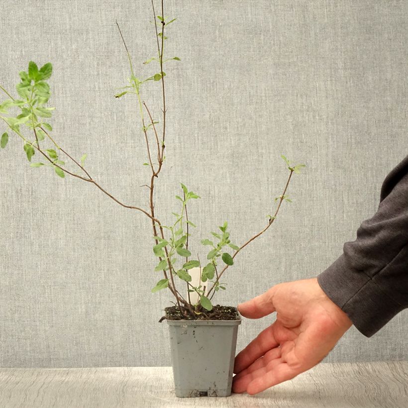 Esimerkki kesällä toimitetusta Keijunsalvia Gletsjer 8/9 cm taimiruukku-taimesta