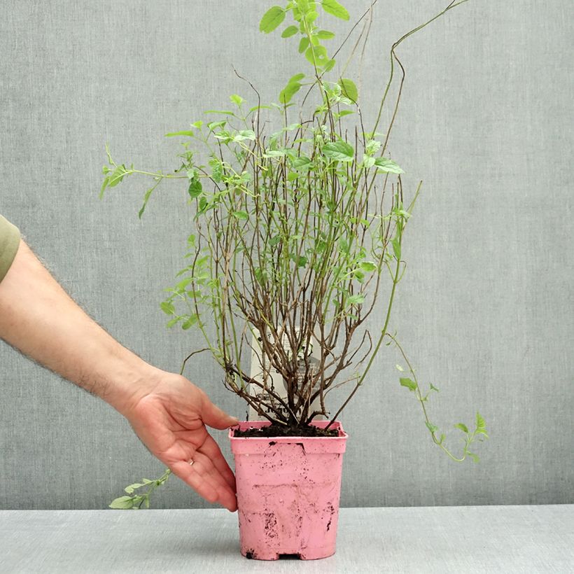 Esimerkki syksyllä toimitetusta Salvia × jamensis ‘Mighty Pink’ Malabar 2 litran/3 litran ruukku-taimesta