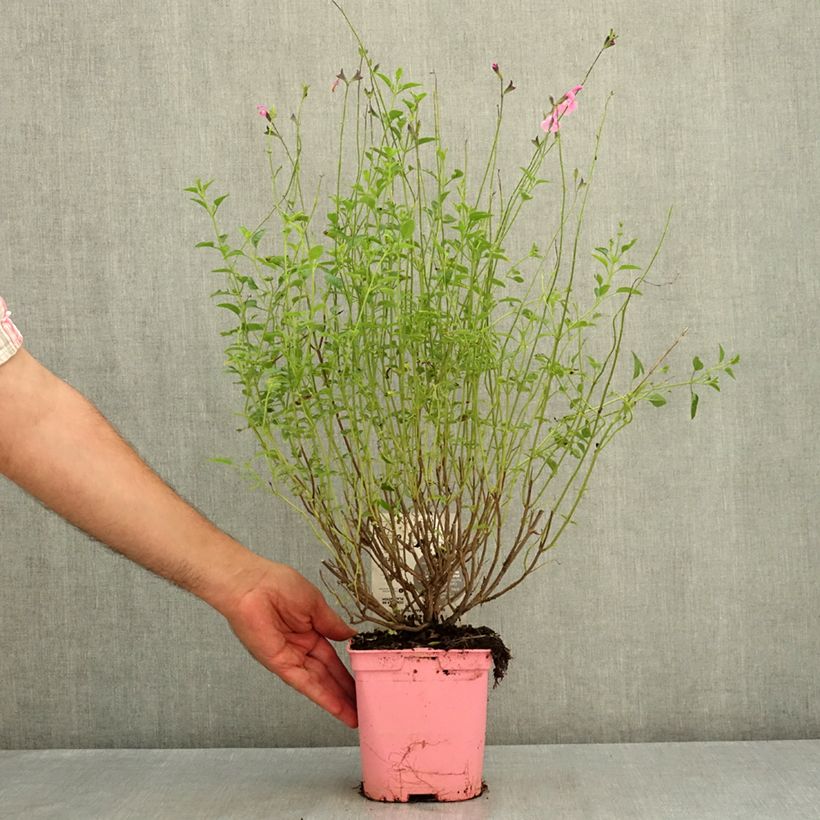 Esimerkki kesällä toimitetusta Salvia × jamensis ‘Mighty Pink’ Malabar 2 litran/3 litran ruukku-taimesta