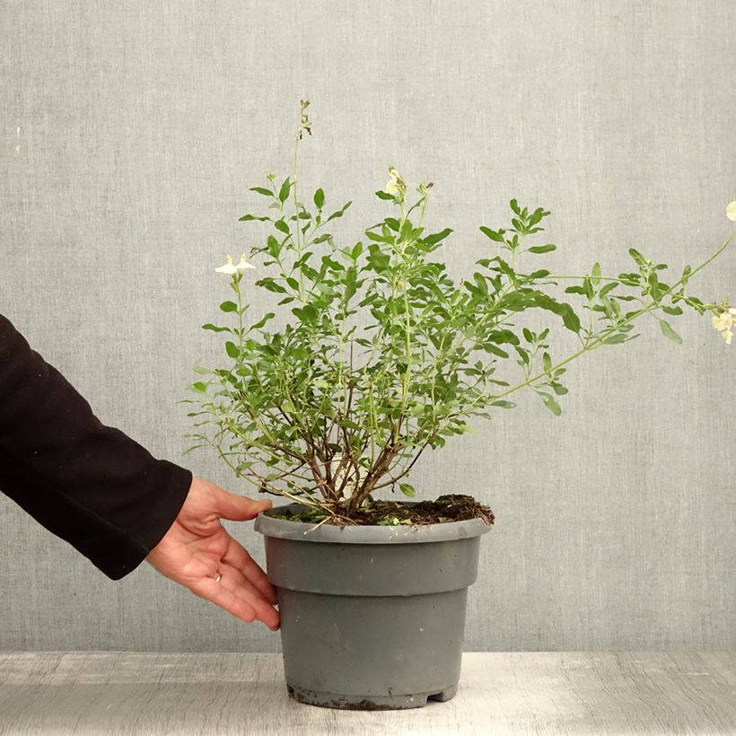 Esimerkki syksyllä toimitetusta Sauge arbustive Melen - Salvia jamensis Pot de 4L/5L-taimesta