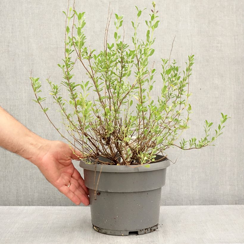 Esimerkki kesällä toimitetusta Keijunsalvia Melen Ruukku 4L / 5L-taimesta