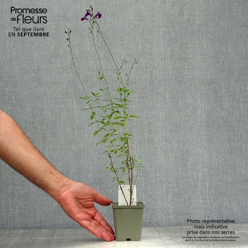 Esimerkki syksyllä toimitetusta Keijunsalvia Nachtvlinder 8/9 cm taimiruukku-taimesta