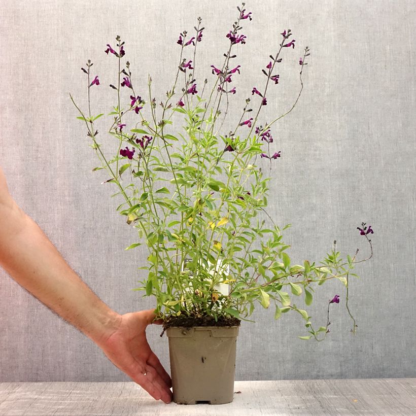 Esimerkki kesällä toimitetusta Keijunsalvia Nachtvlinder Ruukku 2L / 3L-taimesta