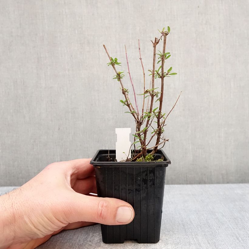 Esimerkki talvella toimitetusta Keijunsalvia Oriental Dove 8/9 cm taimiruukku-taimesta