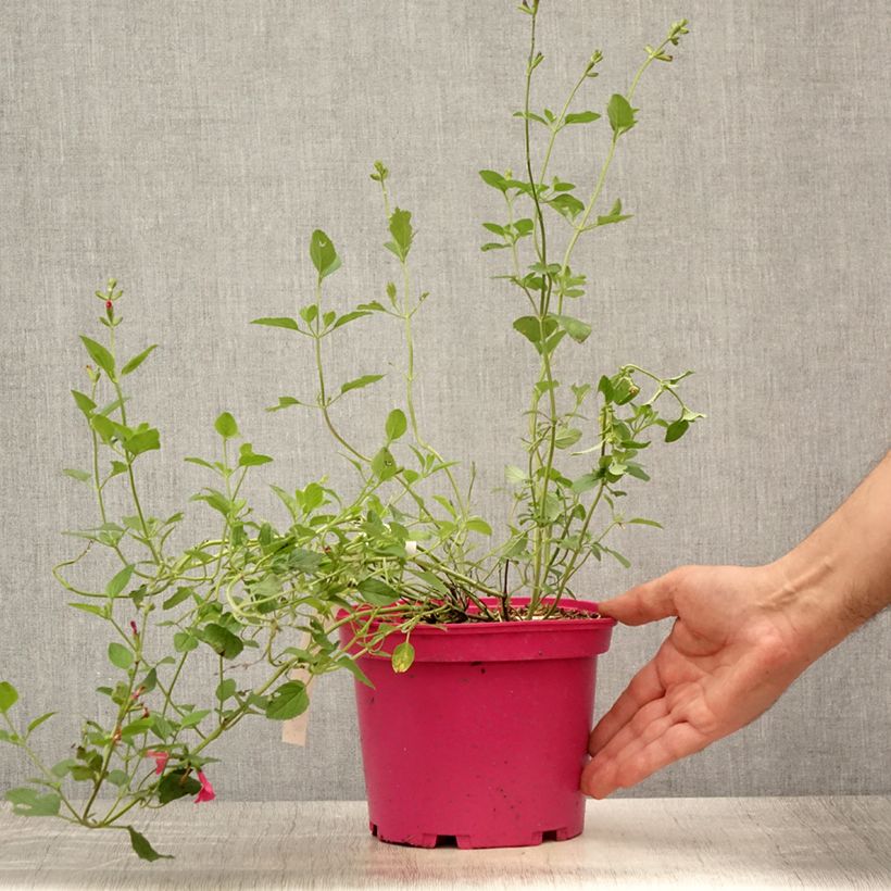 Esimerkki kesällä toimitetusta Keijunsalvia Pink Lips Ruukku 2L / 3L-taimesta