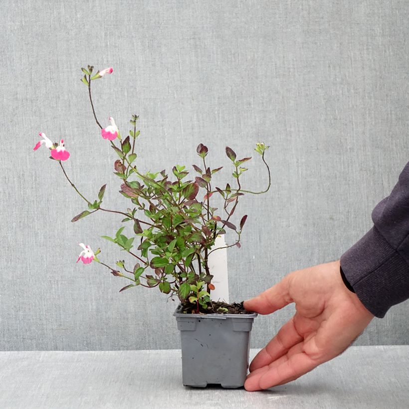 Esimerkki syksyllä toimitetusta Keijunsalvia Pink Lips 8/9 cm taimiruukku-taimesta