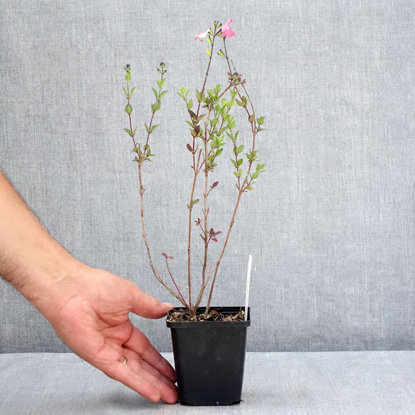 Esimerkki kesällä toimitetusta Keijunsalvia Pink Lips Taimiruukku 8/9 cm-taimesta