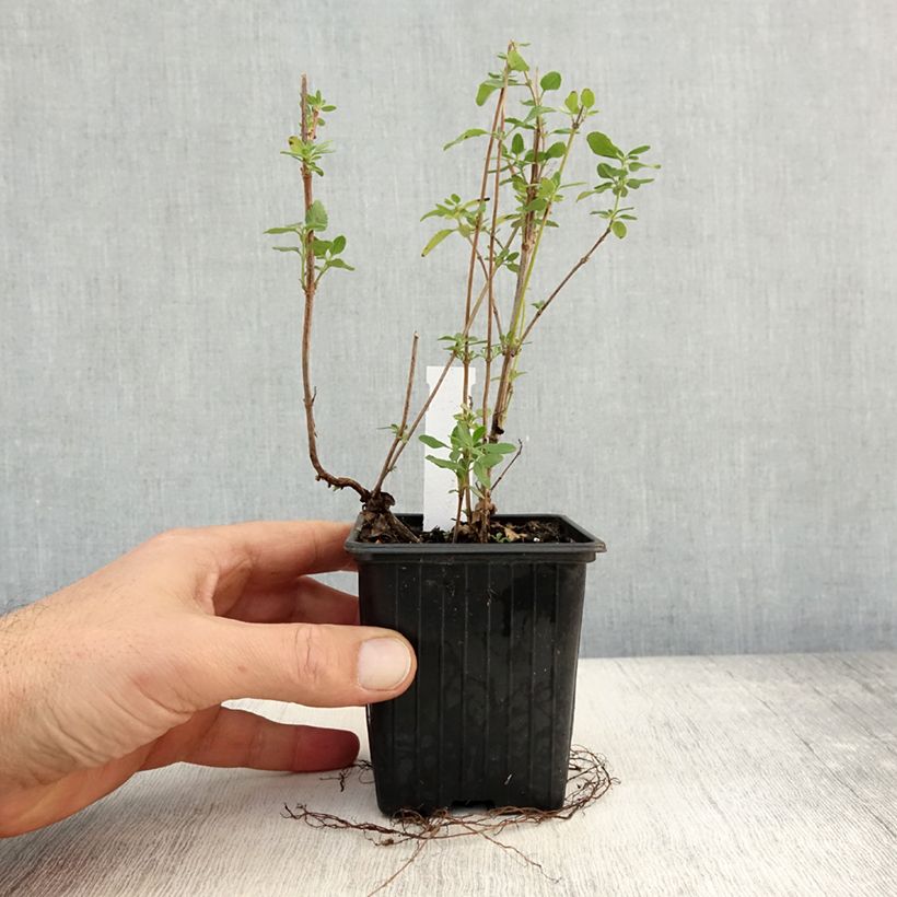 Esimerkki syksyllä toimitetusta Keijunsalvia Reve Rouge 8/9 cm taimiruukku-taimesta