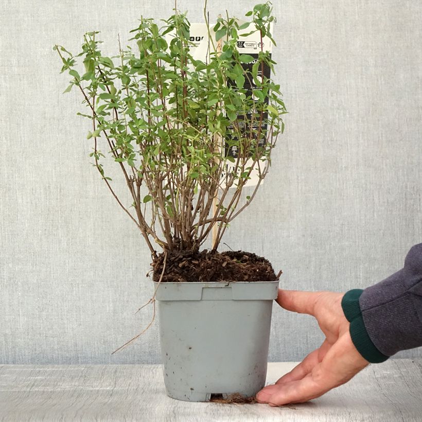 Esimerkki syksyllä toimitetusta Keijunsalvia Reve Rouge 2 litran/3 litran ruukku-taimesta