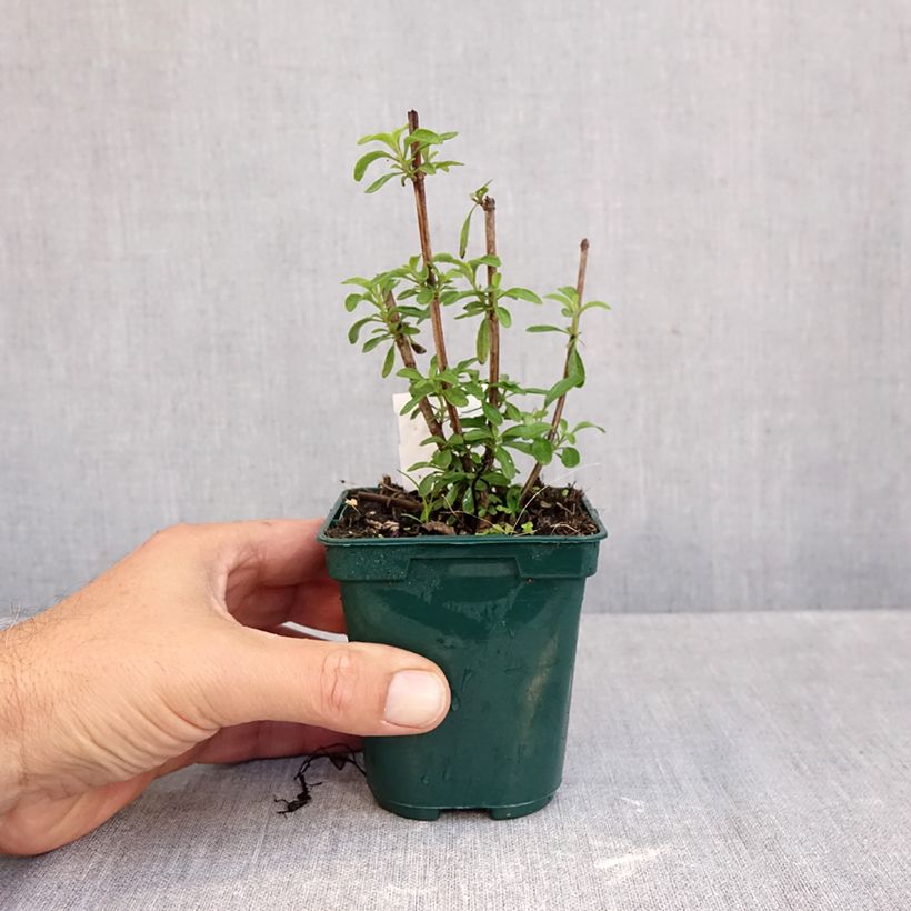 Esimerkki syksyllä toimitetusta Syyssalvia Mirage Burgundy 8/9 cm taimiruukku-taimesta