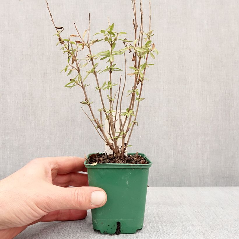 Esimerkki talvella toimitetusta Sauge arbustive - Salvia greggii Mirage Burgundy Godet de 8/9 cm-taimesta