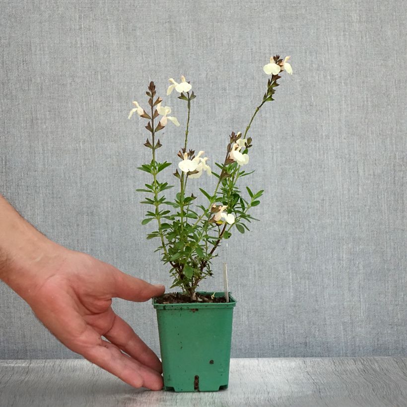 Esimerkki kesällä toimitetusta Syyssalvia Mirage Cream Godet de 8/9 cm-taimesta