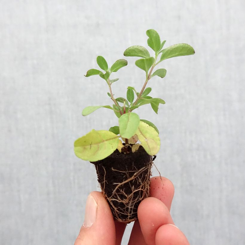 Esimerkki keväällä toimitetusta Sauge arbustive - Salvia greggii Mirage Salmon Mini-motte Ø 3/4 cm-taimesta
