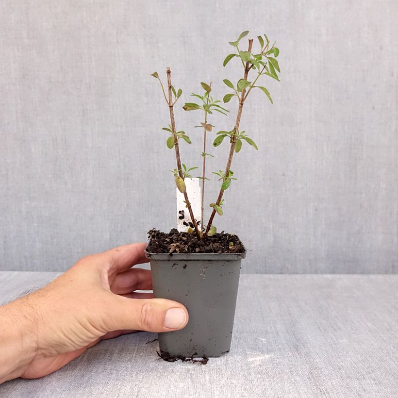 Esimerkki syksyllä toimitetusta Syyssalvia Mirage Violet 8/9 cm taimiruukku-taimesta