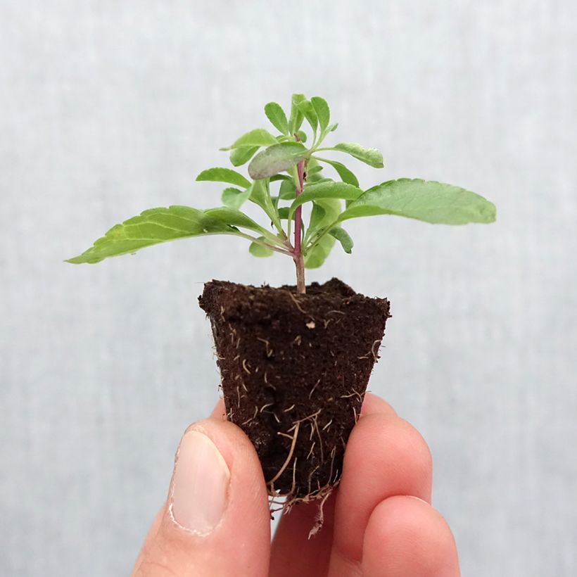 Esimerkki keväällä toimitetusta Sauge arbustive - Salvia greggii Mirage Violet Mini-motte Ø 3/4 cm-taimesta