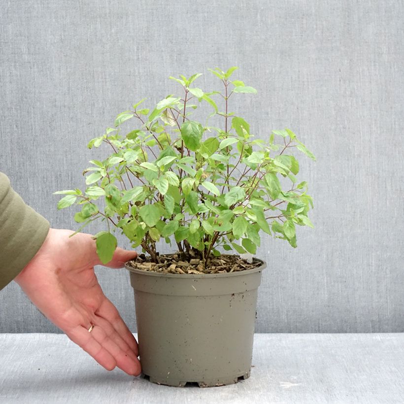 Esimerkki talvella toimitetusta Keijunsalvia Hot Lips Pot de 2L/3L-taimesta