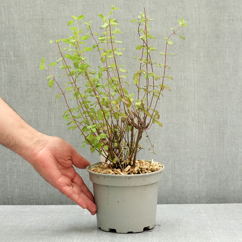 Esimerkki keväällä toimitetusta Keijunsalvia Hot Lips Ruukku 2L / 3L-taimesta