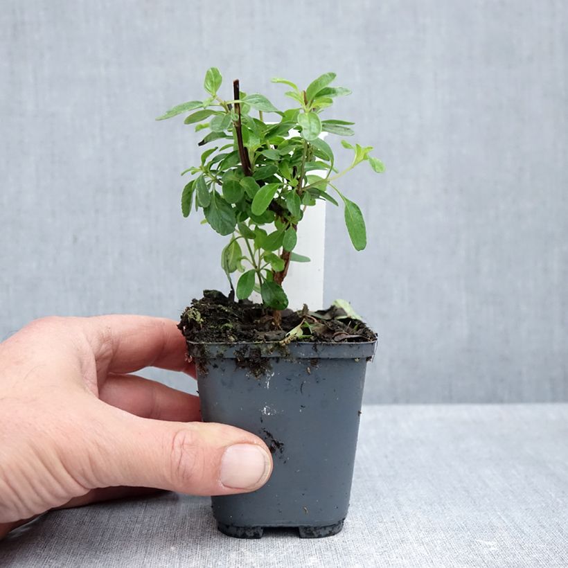 Esimerkki syksyllä toimitetusta Keijunsalvia SO Cool Pale Blue 8/9 cm taimiruukku-taimesta