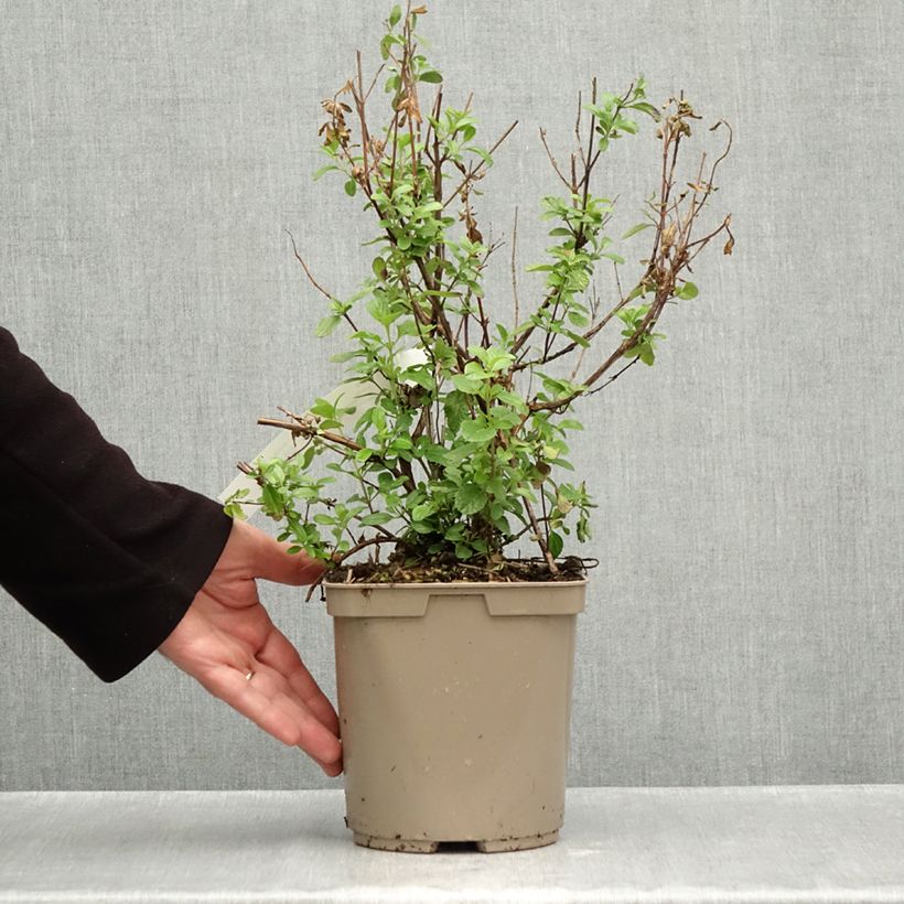 Esimerkki syksyllä toimitetusta Keijunsalvia SO Cool Pale Blue 3 litran/4 litran ruukku-taimesta