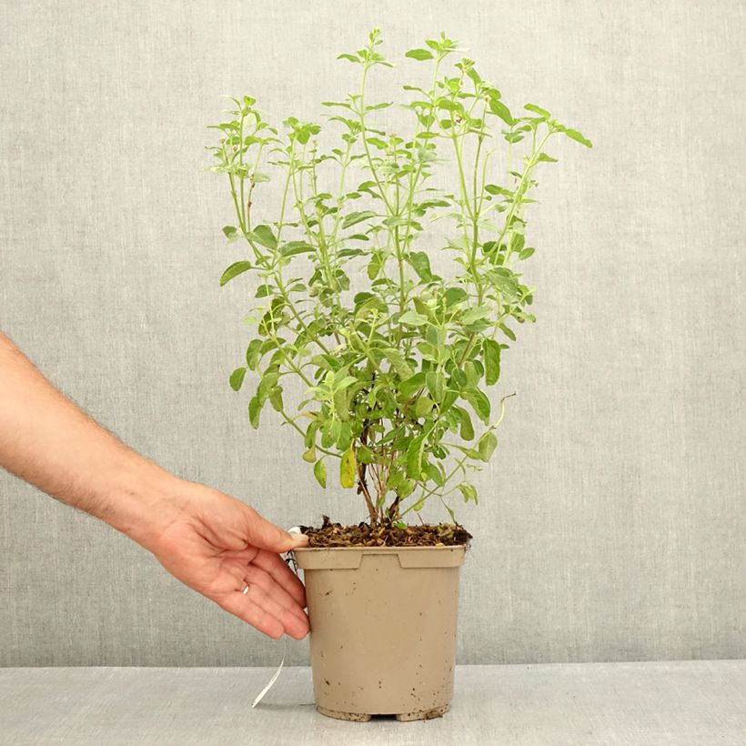 Esimerkki kesällä toimitetusta Keijunsalvia SO Cool Pale Blue 3 litran/4 litran ruukku-taimesta