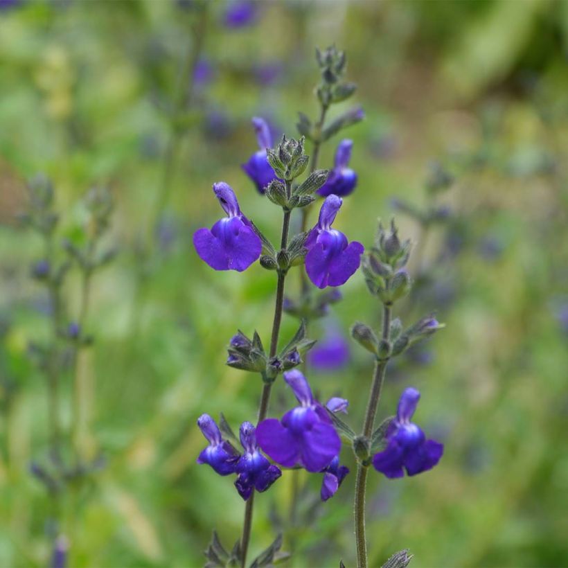 Keijunsalvia Victoria Blue (Kukinta)