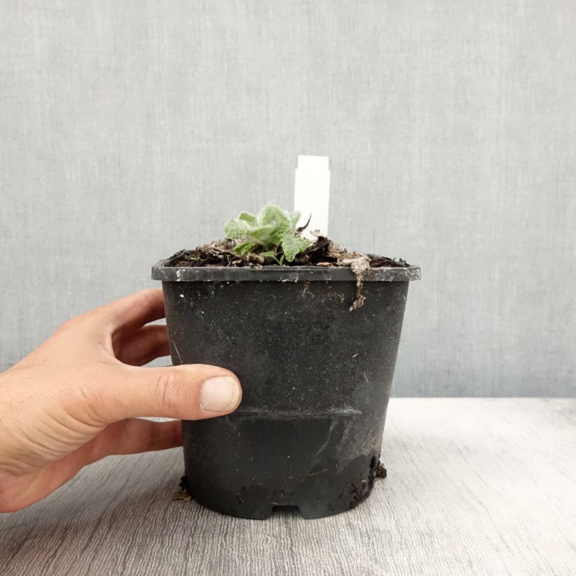 Esimerkki syksyllä toimitetusta Keijunsalvia - Salvia argentea 1,5 litran / 2 litran kannu-taimesta