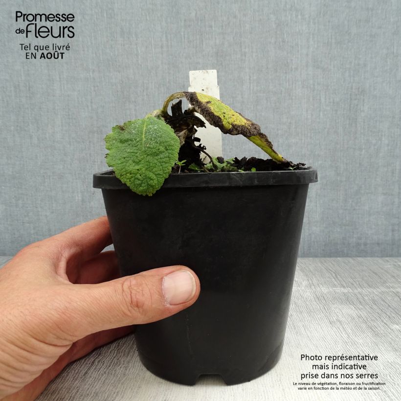 Esimerkki kesällä toimitetusta Keijunsalvia - Salvia argentea Pot de 1,5L/2L-taimesta