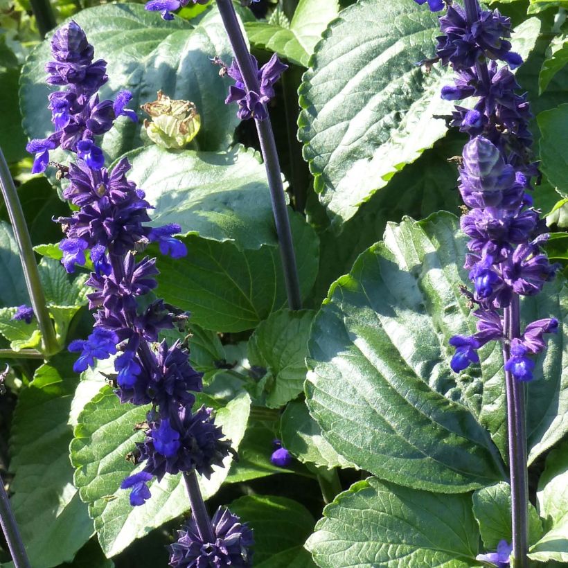Härmesalvia Big Blue (Lehvistö)