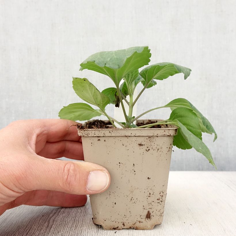 Esimerkki keväällä toimitetusta Härmesalvia Big Blue Godet de 8/9 cm-taimesta