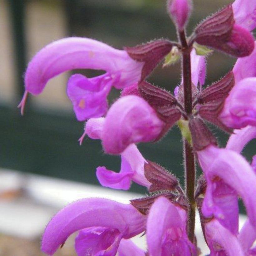 Niittysalvia Sweet Esmeralda (Kukinta)