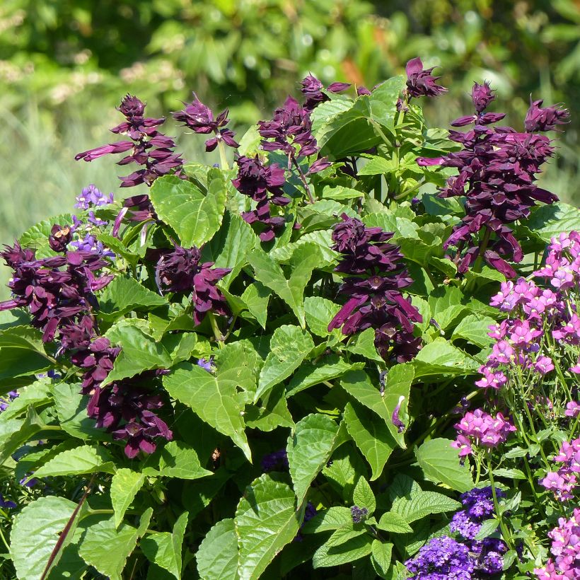 Tulisalvia Gogo Purple (Kasvutapa)